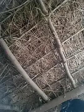 StripChat LUCKY_cut is Group LUCKY_cut — Group on StripChat