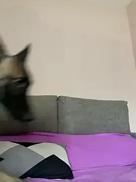 StripChat SOFIASWEETSECRETT is Freechat SOFIASWEETSECRETT — Domi 2mins